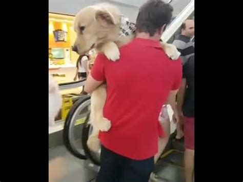 hombres follando con perro|Hombre se coge a su perra primeriza .